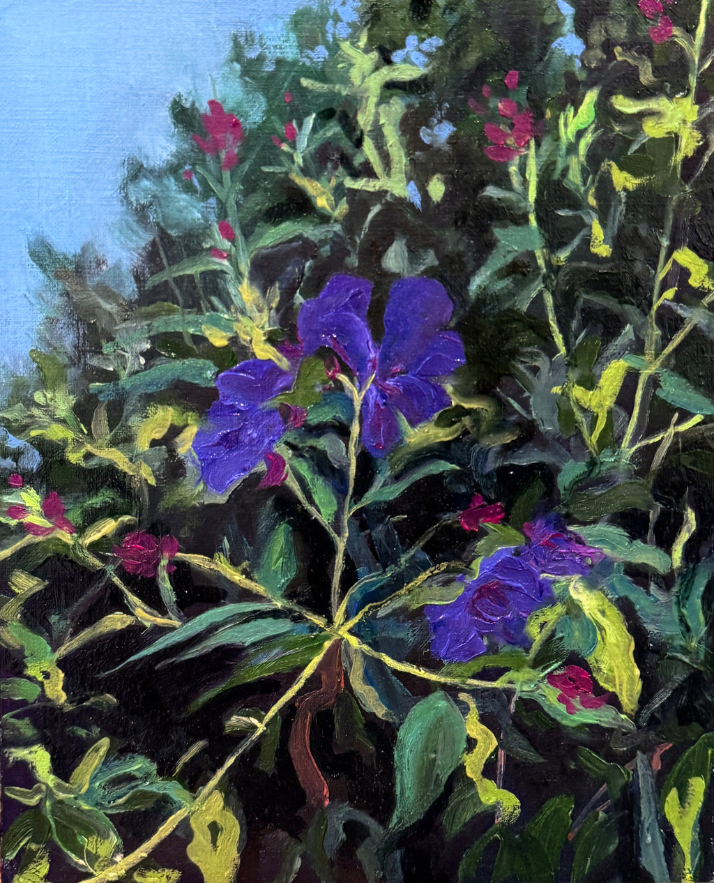 Tibouchina